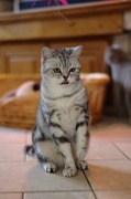 BRITISH SHORTHAIR 059